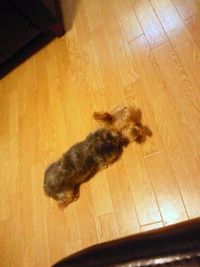 ふて犬 2011/09/19 22:33:07