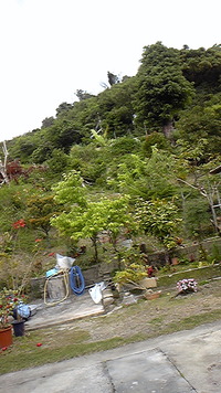 緑はやっぱり癒される 2011/03/20 23:54:48