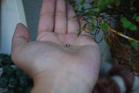 これは・・・♪(*^ω^*) 2012/07/25 12:15:03