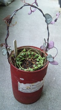 多肉&新芽(o･ω-人)･.｡* 2012/05/15 11:23:00