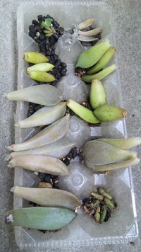 戦利品(*^∀')人(^ω'*)♪ 2011/07/09 16:01:19