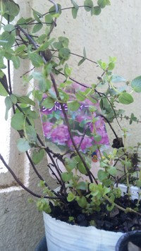 オレガノいい香り～ヾ(●´∇｀●)ﾉ 2012/05/18 08:07:00