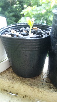 初体験☆(♥^∇^♥)☆♪。・* 2011/09/10 12:14:08