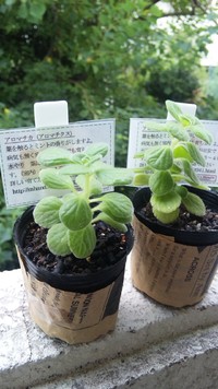 リベンジ～(✿ω✿)☆*・。. 2011/10/19 07:07:00