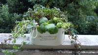 多肉の寄せ植え～(*´∀｀*)．☆.。.:* 2011/11/08 11:08:00