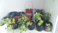 多肉&グリ~ンちゃん移動(≧∀≦；)。・：** 2011/11/09 11:08:48
