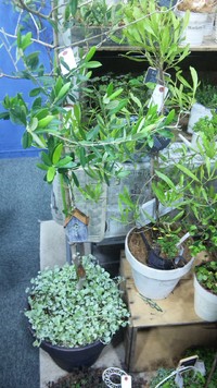 クラフト&雑貨フェスタ in ゆいのまち･.｡*･♪ 2011/11/18 14:22:04