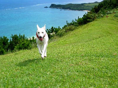 明石ビーチでシュノーケリング 石垣島北部の魅力