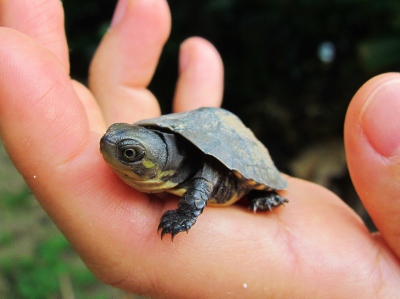 子ガメがトコトコ 石垣島北部の魅力