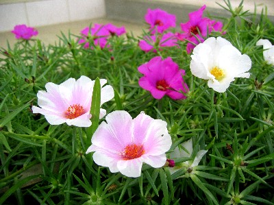 夏のお花 石垣島北部の魅力