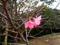 冷え込んでいますが…桜 2011/01/11 21:18:42