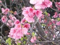 桜満開　２０℃超えました 2011/02/08 05:34:06