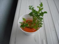 にんじん