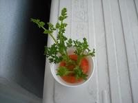 にんじん