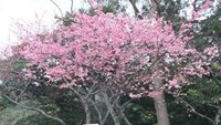 名護桜祭り