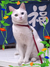 恵泉おりおん　招き猫チロ♪ 2013/05/23 17:09:43