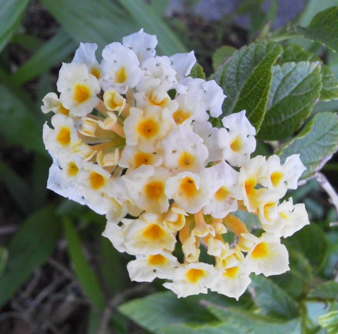 朝の散歩　お花たちはいつもどおり♪