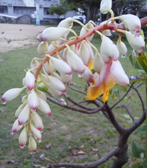 朝の散歩　お花たちはいつもどおり♪