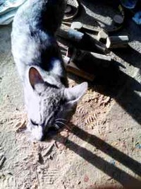 鍛冶屋に居候している猫。 2009/12/11 17:13:03
