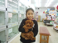 ペット禁止の我が家！どうしても犬が飼いたい長女のちむふがしにペットショップ100回通ってます！(笑) 2014/03/09 06:50:10