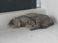 こいつかわゆ＾＾ 2012/06/14 16:26:35