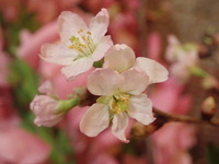 桜市に参加します 2010/03/09 11:44:21