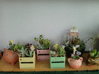 ☆ミニ寄せ植え☆ 2010/06/04 11:27:24