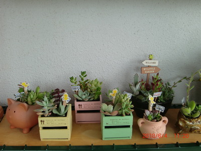 ☆ミニ寄せ植え☆