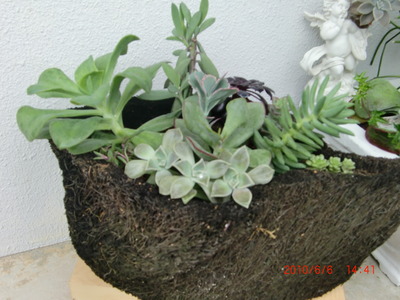 ○新しい寄せ植え○