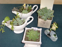 寄せ植えしてみました！ 2010/10/01 16:47:48