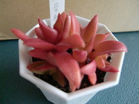 ゜オープンは・・・。 2012/01/12 09:42:06
