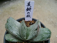 ☆美鈴の松☆ 2012/02/19 12:36:38