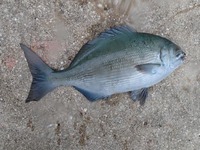 よくよく考えたら今年初釣り南方系釣行記