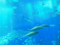 キジムナーのお手伝い中。　美ら海水族館案内