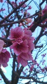 桜も満開 2016/03/07 17:29:43