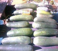 収獲 2008/11/12 15:18:32