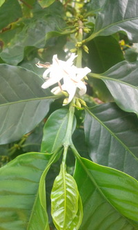 珈琲の花