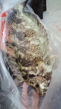 鬼バチ坊主 2010/05/05 18:35:46