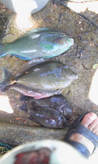 徳之島遠征 １日目 2010/08/13 20:18:08