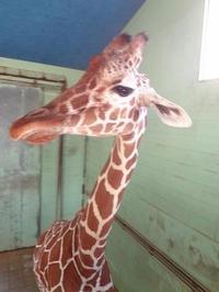 Field Trip to the zoo!!