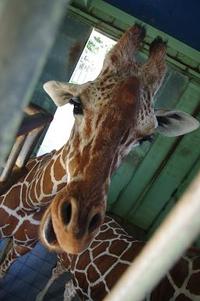 Field Trip to the zoo!!