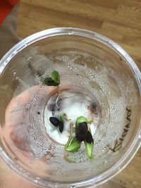 plant seeds 2016/04/15 08:47:04