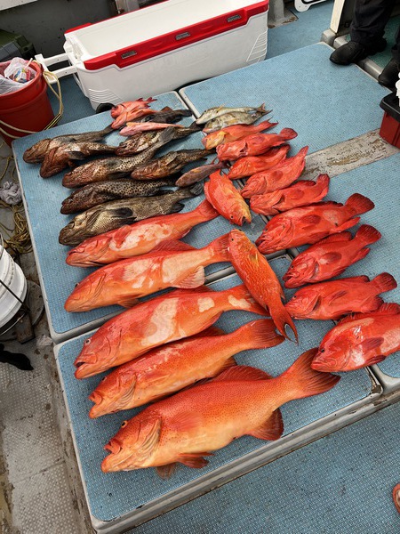 最近の釣果