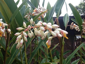 うりずんの花 月桃 が見ごろ 城紅型染工房 ぐすくびんがた ブログ 沖縄らしい出産祝い 贈り物に 紅型染め体験も開催中 うりずんの花 月桃 が見ごろ 城紅型染工房 ぐすくびんがた ブログ 沖縄らしい出産祝い 贈り物に 紅型染め体験も開催中
