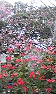 とっておきは(≧∇≦) 2010/02/11 09:00:00