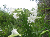 百花繚乱 2011/05/12 19:36:15