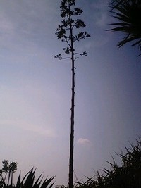 お盆 あぼ～ん 2008/08/15 18:38:45