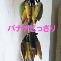 ■バナナ三昧 2010/09/23 18:06:50