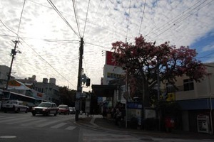 トックリキワタが満開