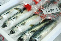 内地の魚専門店「大和」オープン